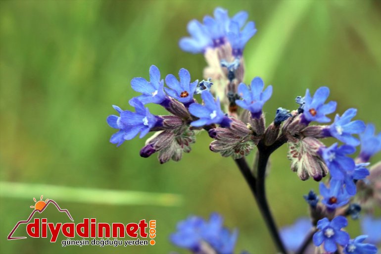 ilgisini renk tutkunlarının oluşturan Ağrı