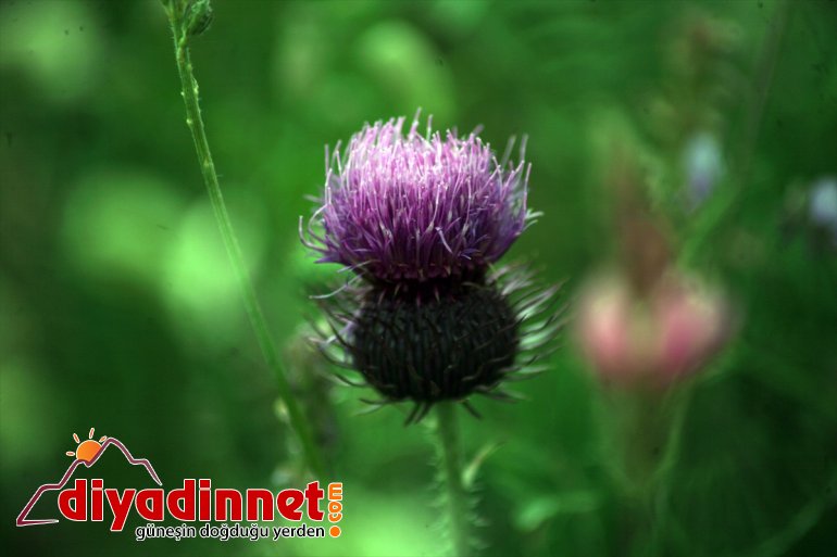 renk fotoğraf çekiyor cümbüşü ilgisini Ağrı