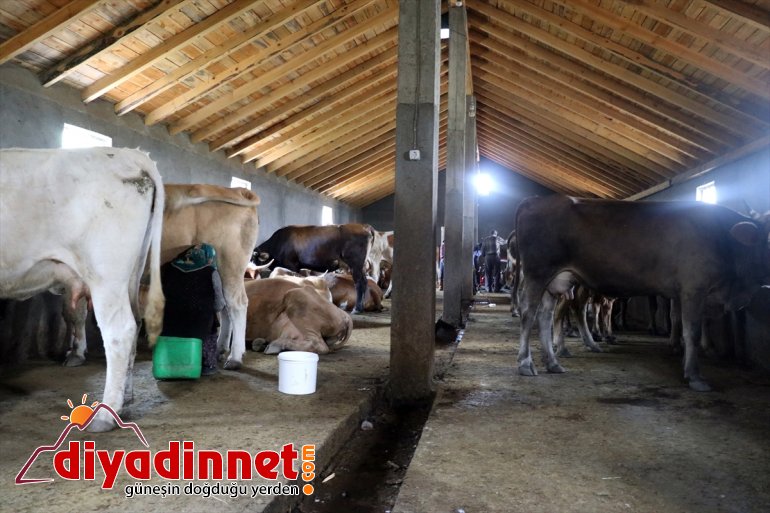 Ağrılı kadınlar kış kahvaltılarının vazgeçilmezi çeçil peynirinin üretimi için zorlu mesaide14