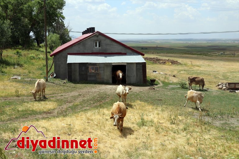 Ağrılı kadınlar kış kahvaltılarının vazgeçilmezi çeçil peynirinin üretimi için zorlu mesaide15