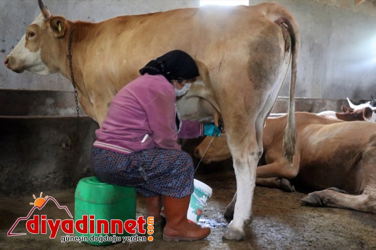 Ağrılı kadınlar kış kahvaltılarının vazgeçilmezi çeçil peynirinin üretimi için zorlu mesaide3