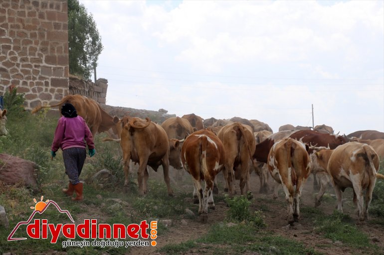 Ağrılı kadınlar kış kahvaltılarının vazgeçilmezi çeçil peynirinin üretimi için zorlu mesaide9
