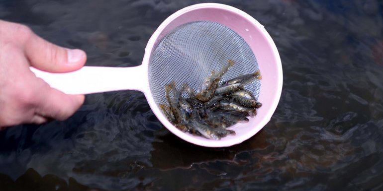 Ardahan'da 35 bin kırmızı benekli alabalık dereye bırakıldı