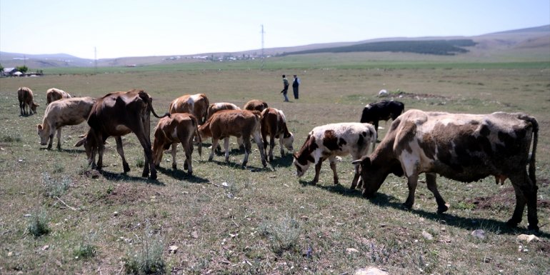 Ardahan Ziraat Odası Başkanı Latifşah Sural'dan "kuraklık" açıklaması
