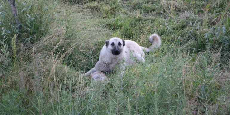 Bingöl'de bir köpek aracın çarptığı yavrusunun başından ayrılmadı
