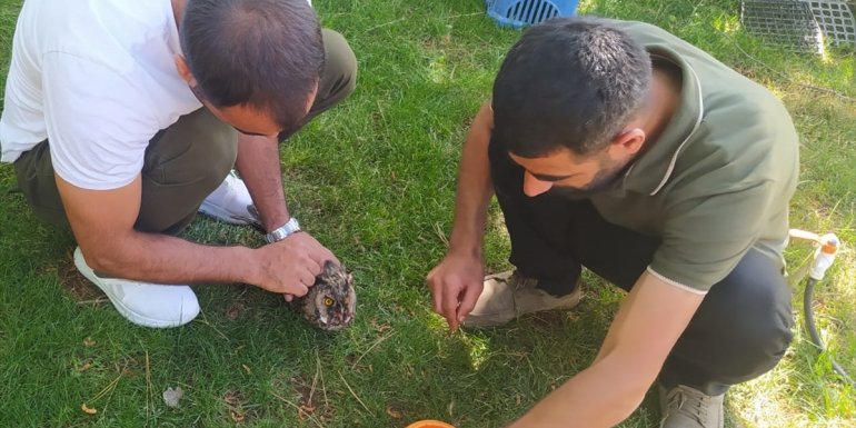 Bingöl'de yaralı halde bulunan kulaklı orman baykuşu tedavi altına alındı