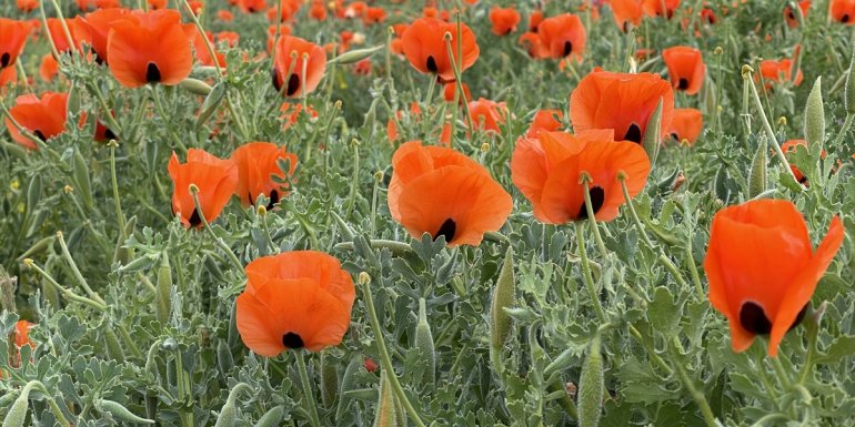 Bingöl'deki gelincik tarlaları görsel şölen sunuyor