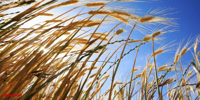 Bingöl'de kuraklığa dayanaklı arpa üretimi yapılacak