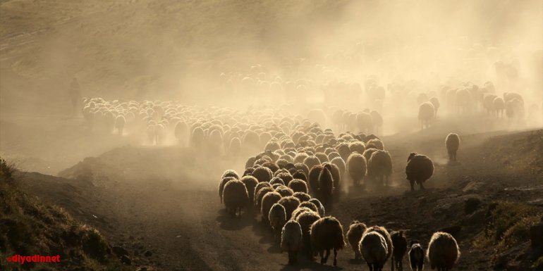 Bitlis'te küçükbaş hayvan sürülerinin Nemrut Dağı'na yolculuğu başladı