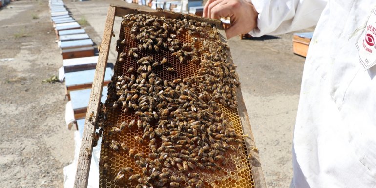 Bulgaristan'dan memleketine dönüp başladığı arıcılıkta, kovan sayısını iki yılda 30'dan 250'ye çıkardı