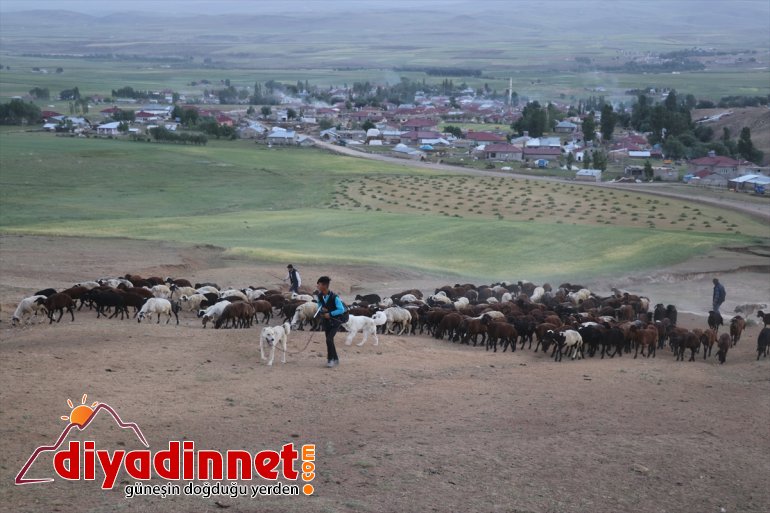Doğu Anadolu'daki yayla yolculuğu sıcak hava nedeniyle zorlu geçiyor