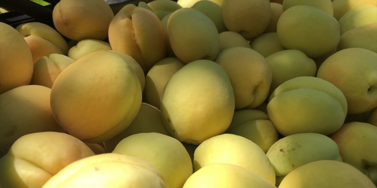 "Doğu'nun Çukurova'sı"nda kayısı hasadı başladı