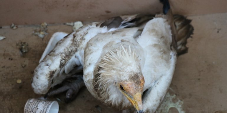 Elazığ'da yaralı bulunan akbaba tedavi altına alındı