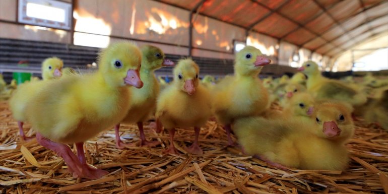 ELAZIĞ - Elazığlı iş adamı, devlet desteğiyle kaz üretimini 4 yılda 100 kat arttırdı1