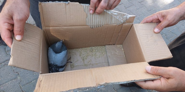Keban'da yuvasından düşen güvercin yavrusu yeniden yerine yerleştirildi