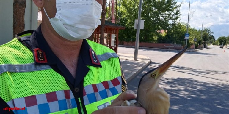 Erzincan'da jandarmanın bulduğu yaralı balaban kuşu tedavi altına alındı