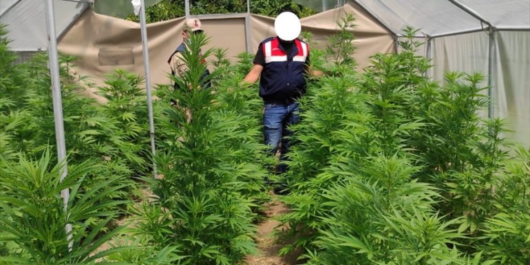 Erzincan'da sera içerisine kenevir ektikleri iddiasıyla 1 kişi tutuklandı