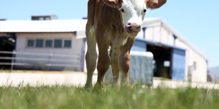 Erzurum'da "embriyo transferi" hem hayvan sayısını hem de kalitesini artıracak