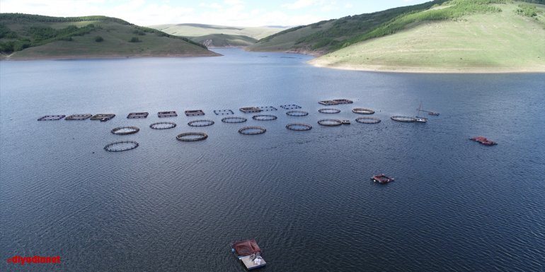 Denizi olmayan Erzurum'da üretilen alabalıklar Karadeniz'de alıcı buluyor