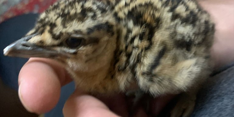 Erzurum'da jandarmanın ormanlık alanda bulduğu toy kuşu yavrusu koruma altına alındı