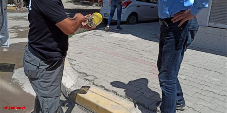 Iğdır'da bir kümesteki civcivleri yemeye çalışan yılan yakalanıp doğal ortamına bırakıldı