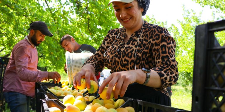 "Doğu'nun Çukurovası" Iğdır'da üretilen kayısı mevsimlik tarım işçilerine de ekmek kapısı oluyor