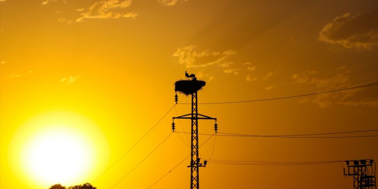 Iğdır'da gün batımıyla leylekler güzel görüntü oluşturdu