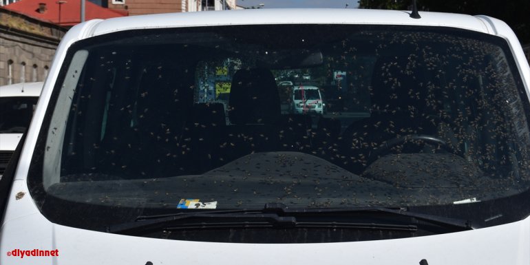 Kars'ta ani frenle devrilen kovanlardan çıkan arılar araca yayıldı