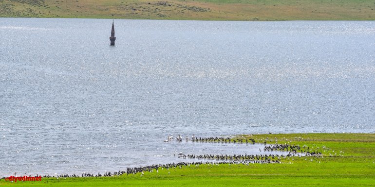 Büyük oranda dolan Kars Barajı, su yüzeyinde kalan minare ve kuşlar ile ilgi çekiyor