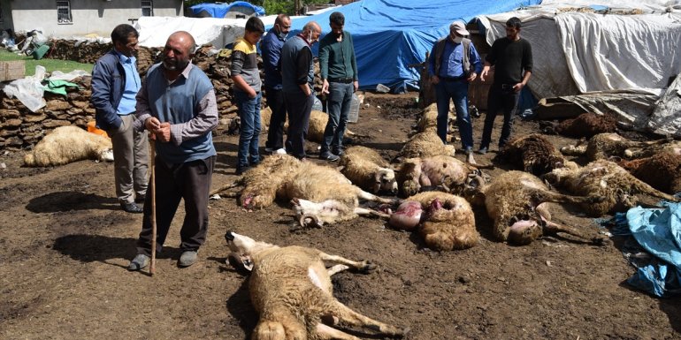 Kars'ta kurtların saldırısına uğrayan 22 koyun telef oldu, 15'i de yaralandı