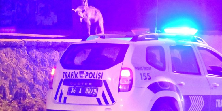 Sarıkamış'ta çöp konteynerinde yiyecek arayan bozayı yavrusu görüntülendi