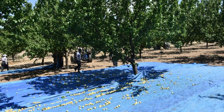 Kayısının başkentinde hasat başladı1