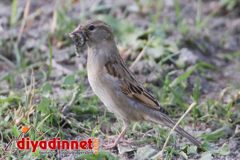 Kuşlar Ağrı Dağı Milli Parkı'na renk katıyor