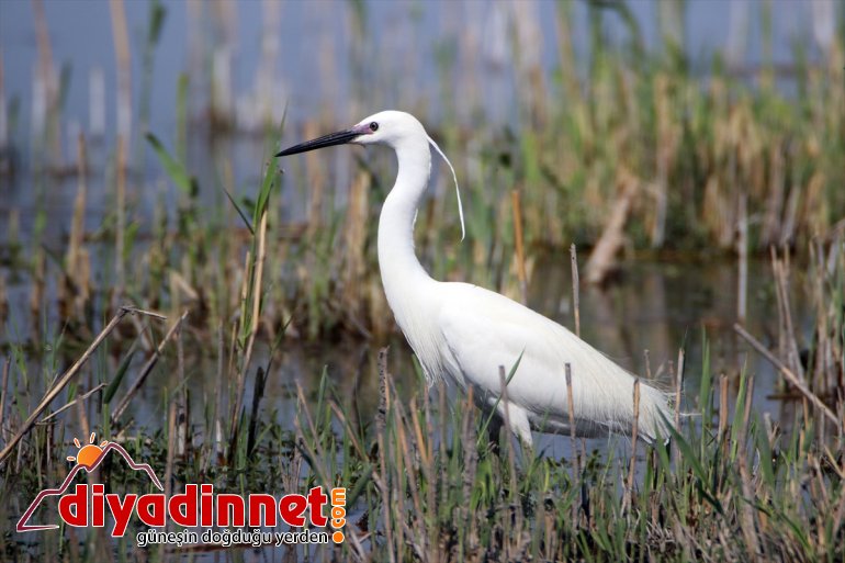 Dağı katıyor Kuşlar renk Milli Parkı