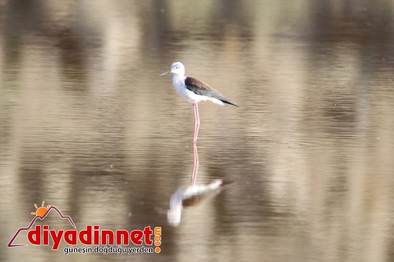 Ağrı Dağı Milli renk Parkı