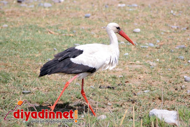 Kuşlar renk Dağı Parkı