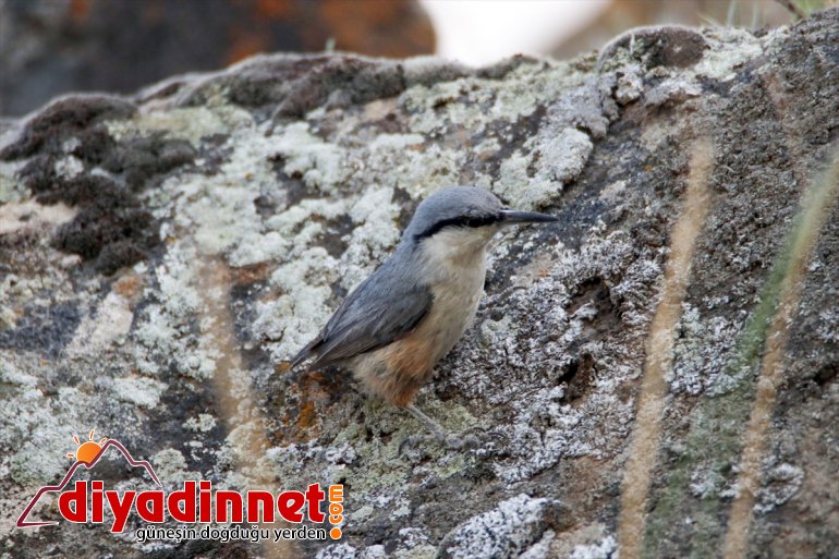 renk Dağı Ağrı katıyor Parkı