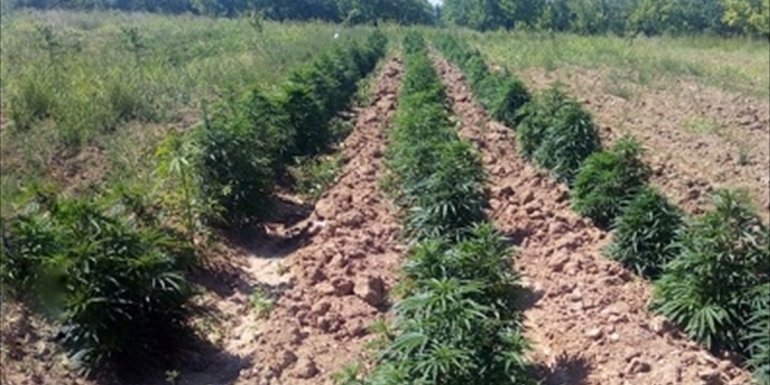 Malatya'da 43 bin 500 kök Hint keneviri ve 25 kilogram esrar ele geçirildi