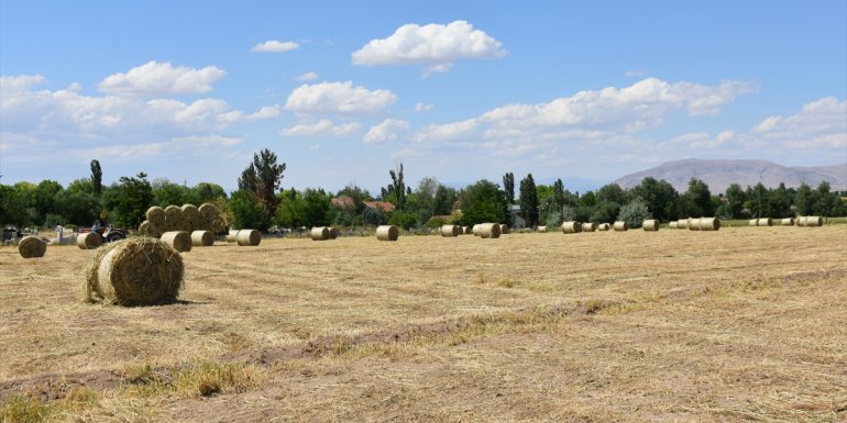 Malatya'da deneme ekimi yapılan yem bitkisi çiftçinin yüzünü güldürdü