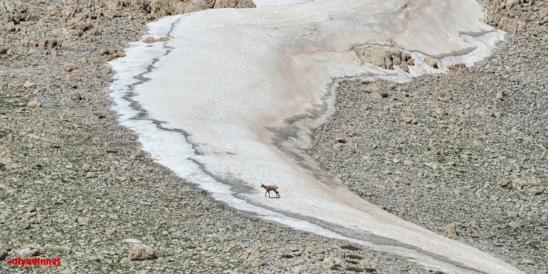 Mercan Dağları'nda çengel boynuzlu dağ keçileri görüntülendi