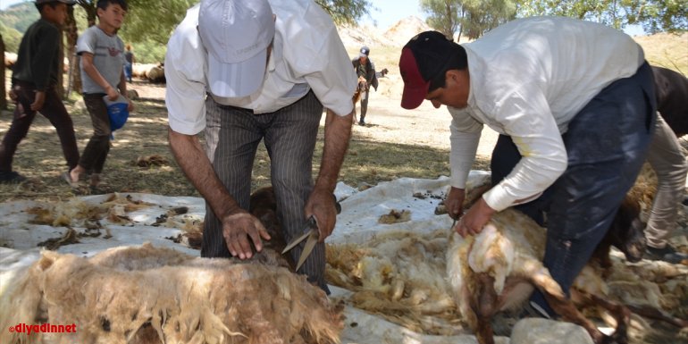 Muş'ta göçerlerin koyun kırkma dönemi başladı