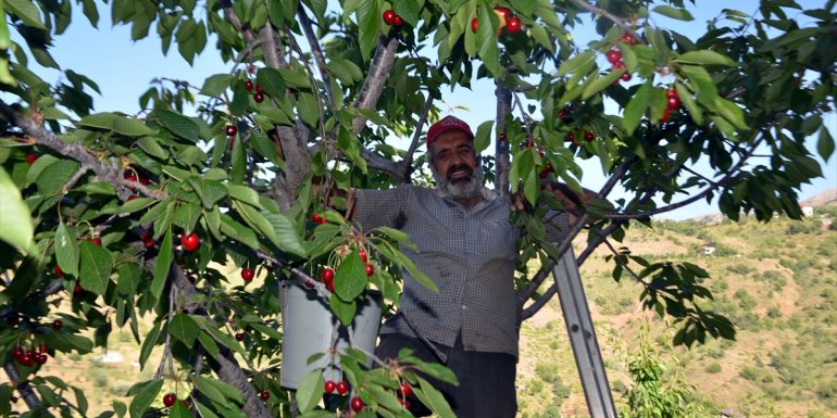 Muş'ta kiraz hasadı başladı