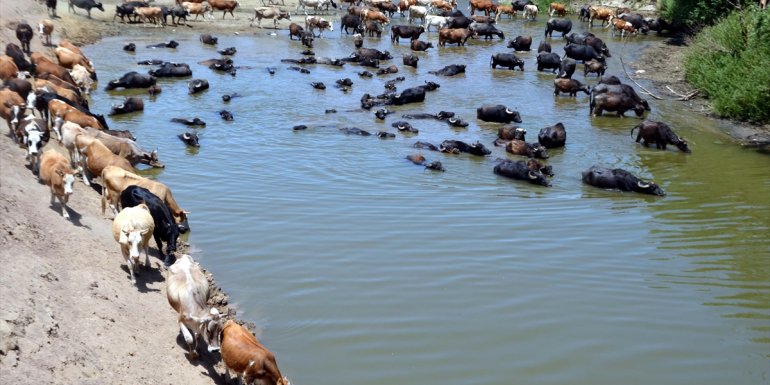 Muş'ta sıcaktan bunalan mandalar Karasu Nehri'nde serinletiliyor