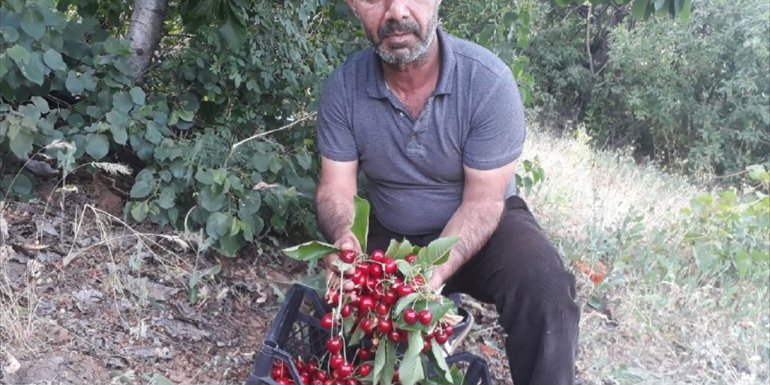 Muş'ta kiraz hasadı başladı
