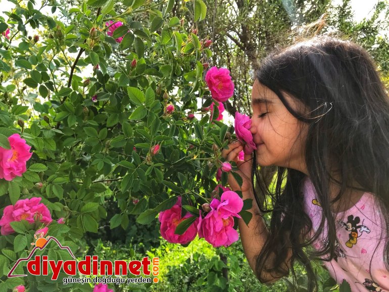 Renkleriyle doğayı canlandıran çiçekler göz kamaştırıyor1