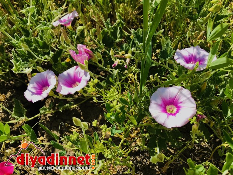 Renkleriyle doğayı canlandıran çiçekler göz kamaştırıyor2