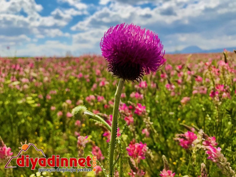 Renkleriyle doğayı canlandıran çiçekler göz kamaştırıyor5