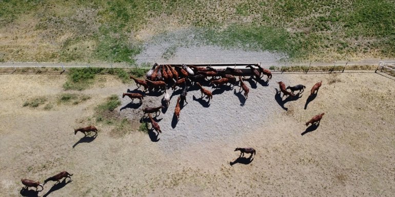 Şampiyon adayı safkan Arap atları Sultansuyu'nda yetiştiriliyor