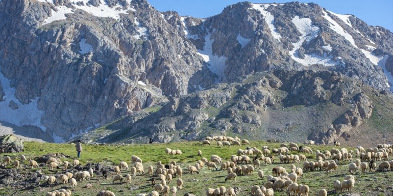 Tunceli'deki 3 bin 500 rakımlı "Elmalı Yaylası" doğal güzellikleriyle göz kamaştırıyor