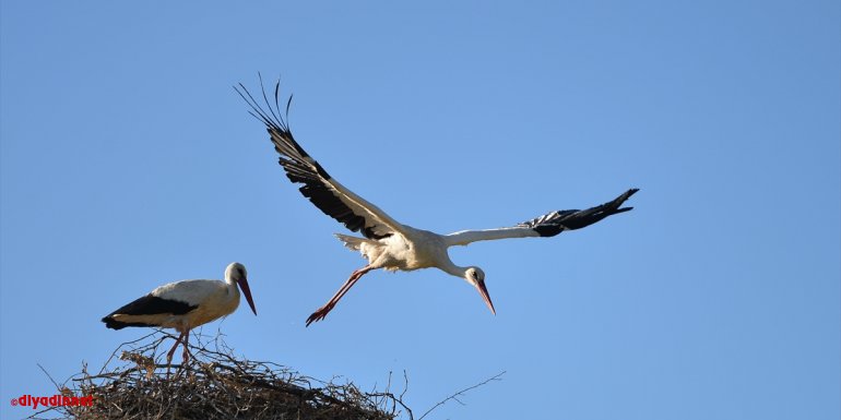 TUNCELİ - Yıllardır aynı direğe yuva yapan leylek Papatya ve Toprak dağ köyünün maskotu oldu1
